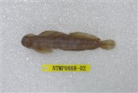 藏品(矮冠鳚)的圖片